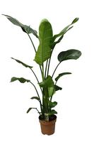 Strelitzia Nicolai