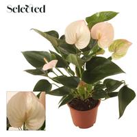 Anthurium Fantasy Sprite Selected