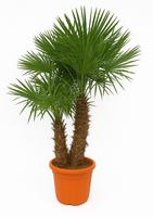 Trachycarpus Fortunei multistem - 225cm