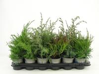 Juniperus in varieties