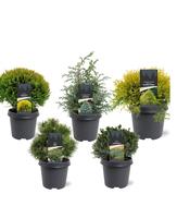 Conifers in varieties exclusive