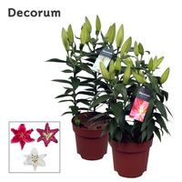 Lilium oriental in varieties 3 PP