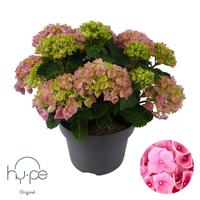 Hydrangea Mophead Pink | Hy-pe Original