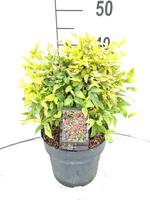 Nandina d. Firepower