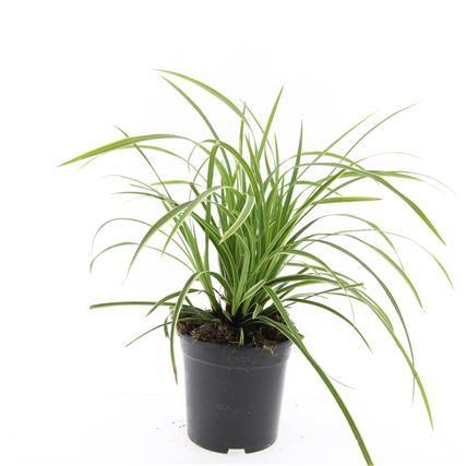 Billede af Carex morrowii Ice Dance P14
