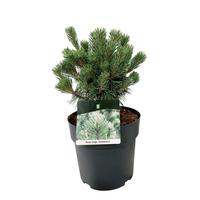 Pinus mugo Columnaris