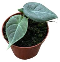 Alocasia Maharani