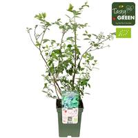 Vaccinium cor. Reka