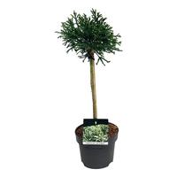 Cryptomeria j. Little Champion