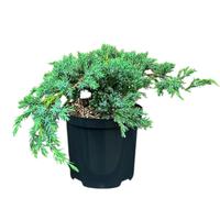 Juniperus squa. Blue Carpet