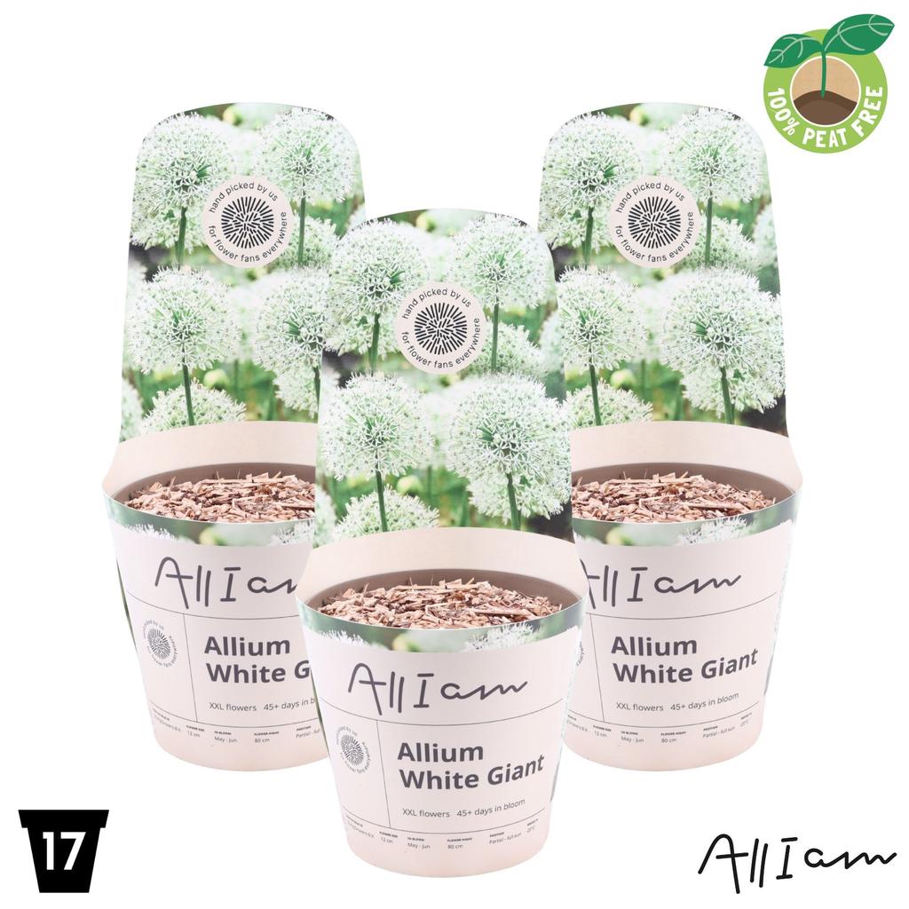 Picture of Allium White Giant XXL P17 (2 Ltr)