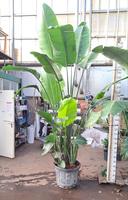 Strelitzia Nicolai 300