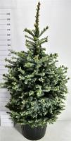 Picea pung. Super Blue
