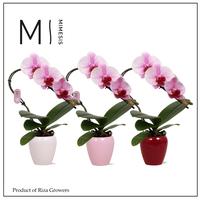 Phalaenopsis hybrid. Mimesis Swan Blush in Martine Mix Ceramic
