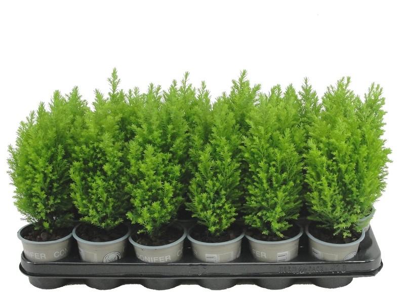 Obrázek Chamaecyparis lawsoniana Ellwoods Gold P9