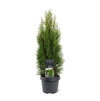 Thuja occ. Smaragd