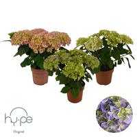 Hydrangea Mophead Mix 5+ Hy-pe Original (INDOOR)