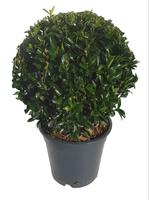 Euonymus jap. Green Spire bol