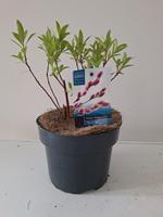 Salix grac.Mount Aso