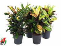 Codiaeum in varieties