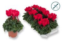 Cyclamen-COMPACT red