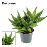 Sansevieria Rocky Crown