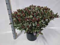 Skimmia jap. Perosa