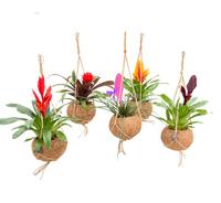 Kokodama Bromelia mix