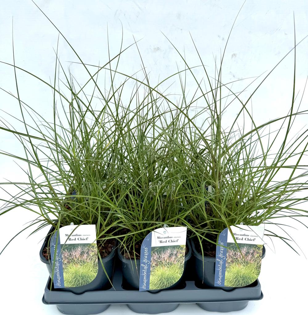 Picture of Miscanthus sinensis Red Chief P17 (2 Ltr)
