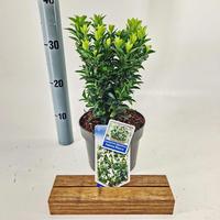 Euonymus jap. Paloma Blanca