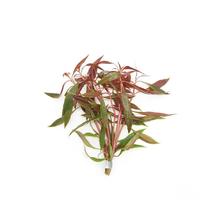 Alternanthera sessilis BUNDEL 5cm Tray 10 × 60 £ 1.20 (Tray) £ 1.18 Shelf £ 1.18 Trolley Tray £ 1.20 × 10 (0.3%)