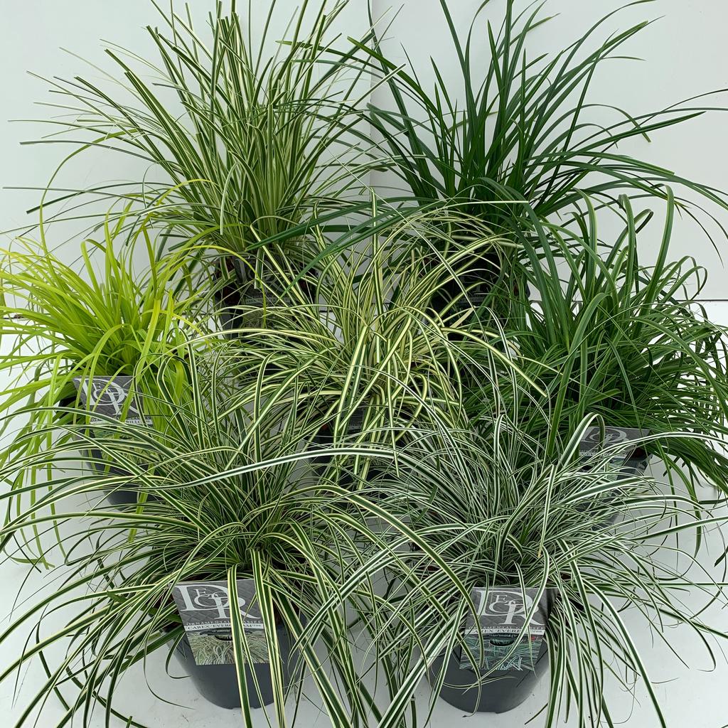 Picture of Grasses in varieties P23 (5 Ltr) SQUARE