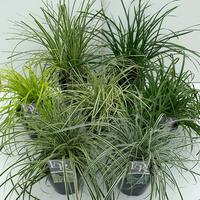 Grasses in varieties