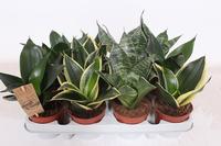 Sansevieria Hahnii in varieties