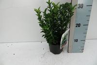 Euonymus jap. Green Spire