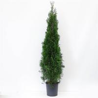 Thuja occ. Smaragd