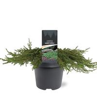Juniperus com. Green Carpet