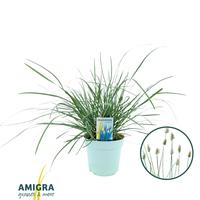 Sesleria nitida