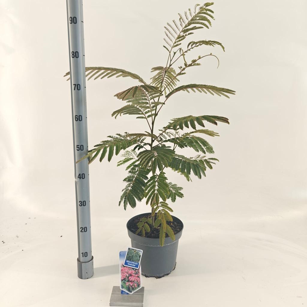 Picture of Albizia julibrissin Ombrella® ('Boubri'PBR) P23 (5 Ltr)