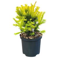 Taxus b. Semperaurea