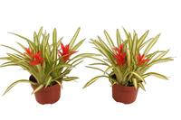 Bromelia Toef Ice Cream