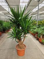 Yucca elephantipes 3 arms
