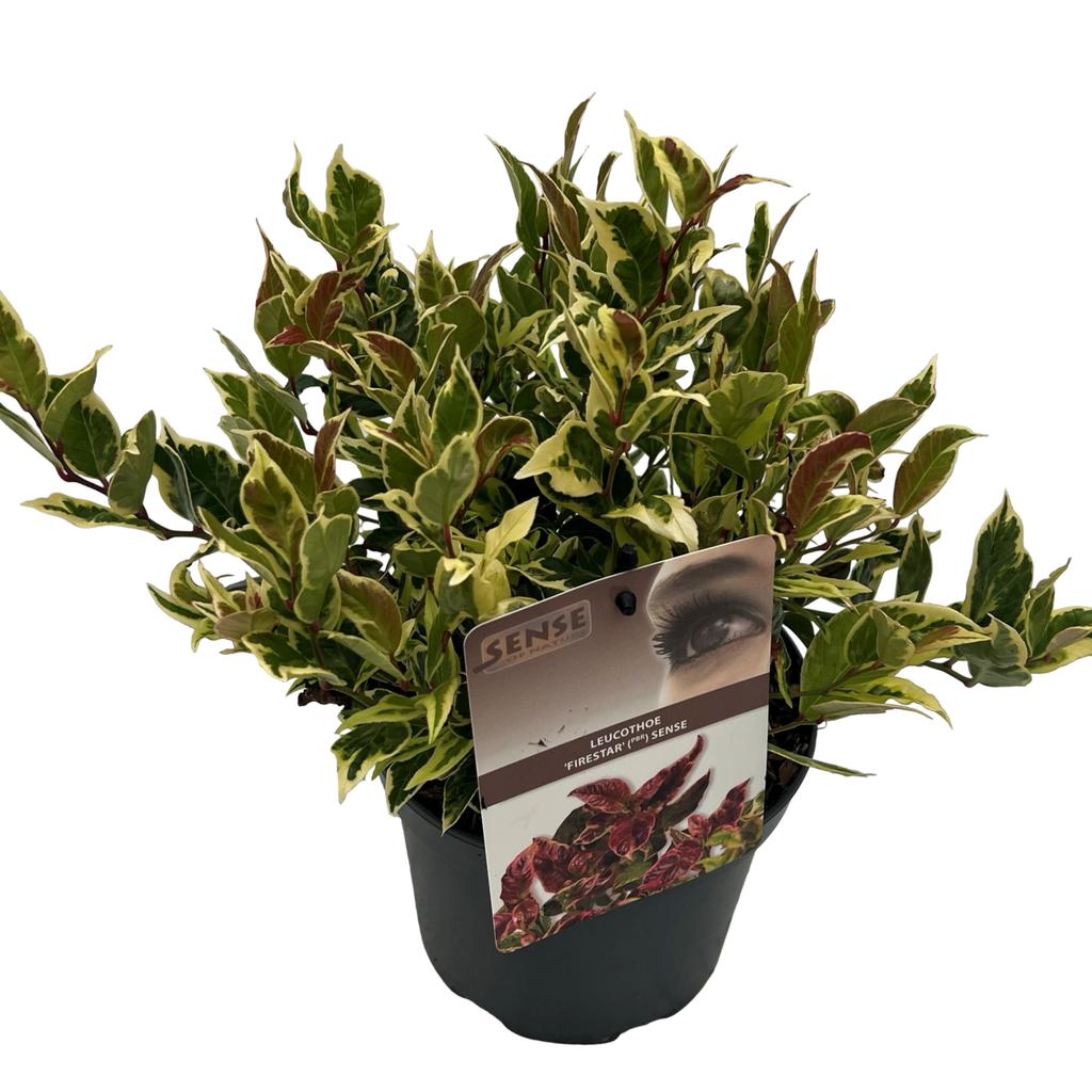 Afbeeldingen van Leucothoe wal. Firestar P17 (2 Ltr)