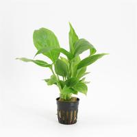 Spathiphyllum wallisii