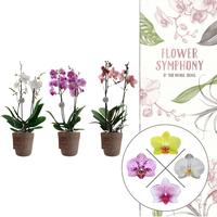 Phalaenopsis hybrid Flower Symphony varieties in Terima Kasih