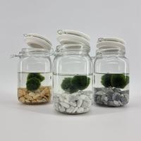 Chladophlora precerving jar ceramic lid