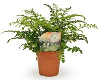 Asplenium Parvati (INDOOR)