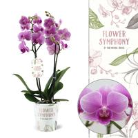 Phalaenopsis hybrid Flower Symphony 108227 Violet