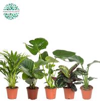 Houseplants Post Mountain in 4 varieties