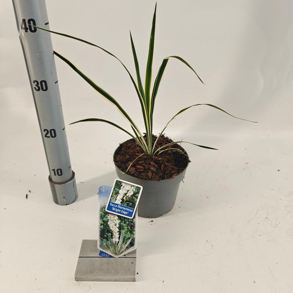 Picture of Yucca fil. Bright Edge P17 (2 Ltr)